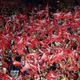 OL Lyonnes - Arsenal : 600 supporters anglais attendus au Parc OL